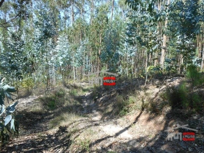 Terreno Misto para Venda em Nossa Senhora da Piedade Foto 3