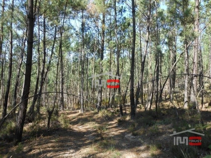 Terreno Misto para Venda em Nossa Senhora da Piedade Foto 4