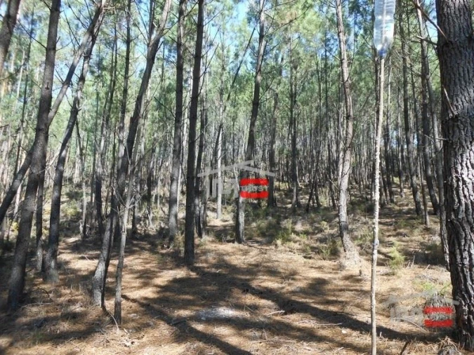 Terreno Misto para Venda em Nossa Senhora da Piedade Foto 5
