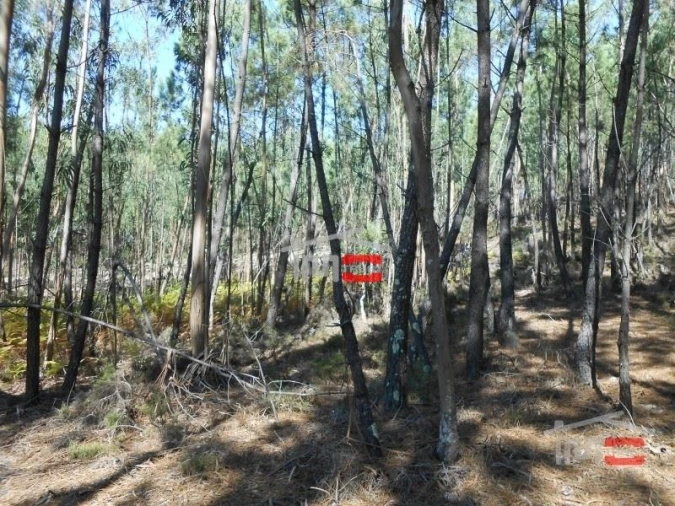 Terreno Misto para Venda em Nossa Senhora da Piedade Foto 6