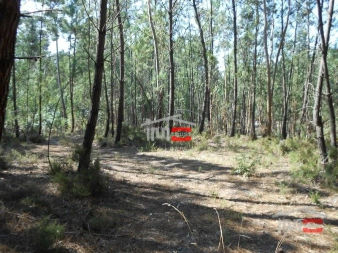 Terreno Misto para Venda em Nossa Senhora da Piedade Foto 7