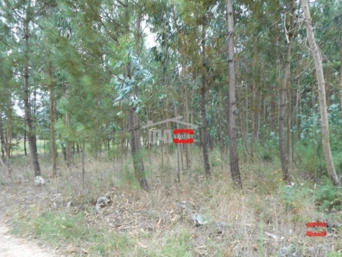 Terreno Misto para Venda em Santa Catarina da Serra e Chainça Foto 6