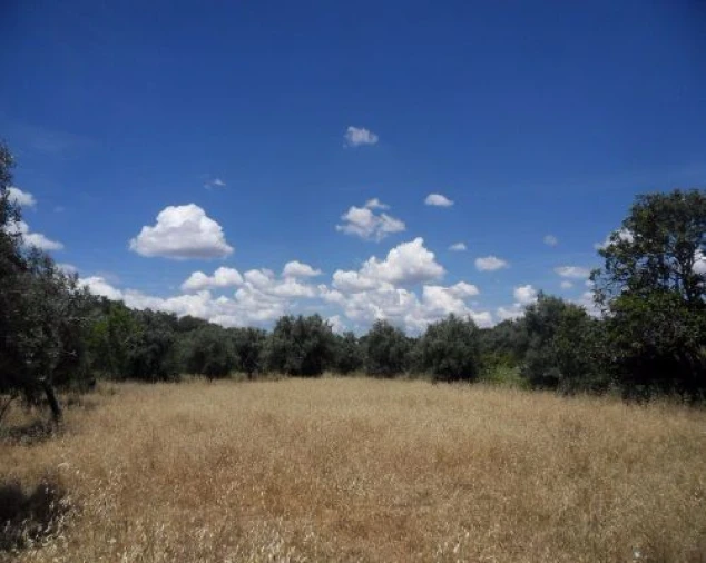 Terreno Misto para Venda em Ourique Foto 1