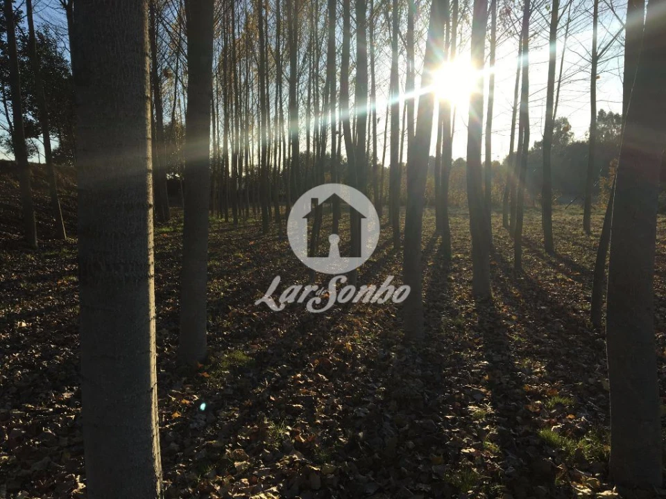 Terreno Misto para Venda em Cristelos, Boim e Ordem Foto 6