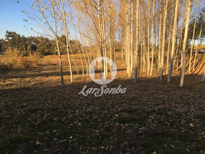 Terreno Misto para Venda em Cristelos, Boim e Ordem Foto 7