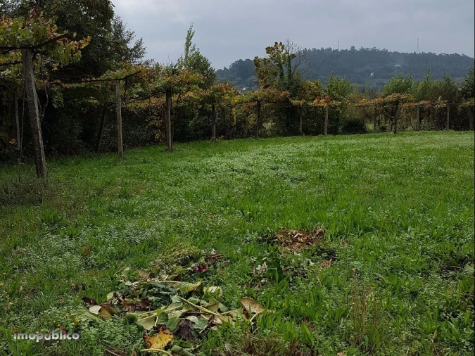 Terreno Agricola ou Rústico para Arrendamento em Ribeira do Neiva Foto 2