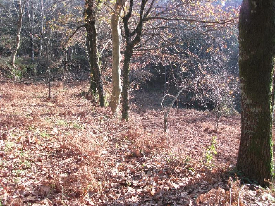 Terreno Agricola ou Rústico para Venda em Ventosa e Cova Foto 5