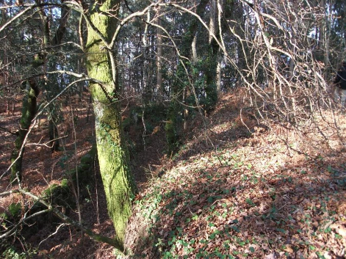 Terreno Agricola ou Rústico para Venda em Ventosa e Cova Foto 11