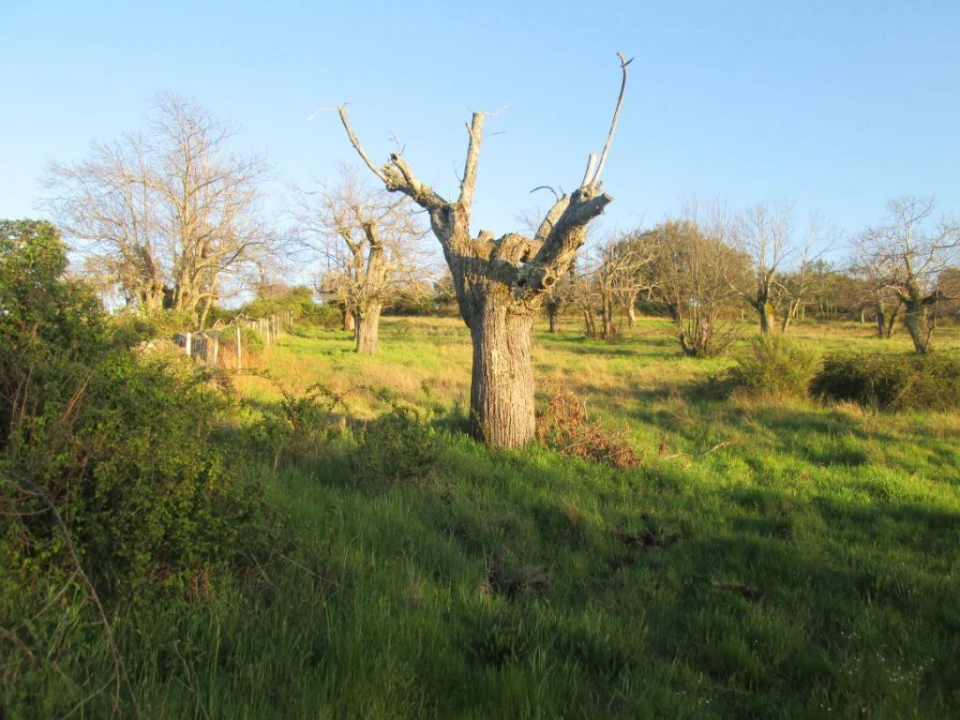 Terreno Agricola ou Rústico para Venda em Santa Maria de Marvão Foto 2