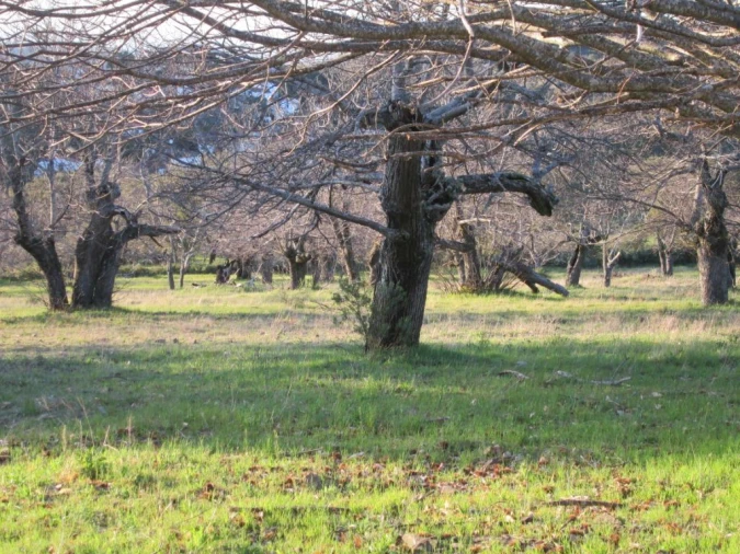 Terreno Agricola ou Rústico para Venda em Santa Maria de Marvão Foto 5