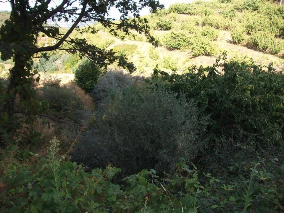Terreno Agricola ou Rústico para Venda em Alcongosta Foto 3