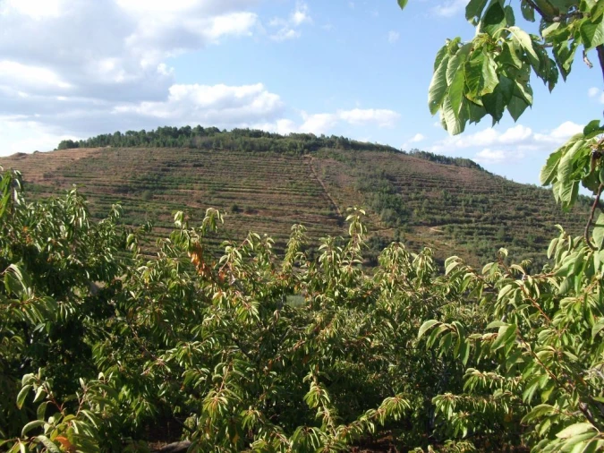 Terreno Agricola ou Rústico para Venda em Alcongosta Foto 7