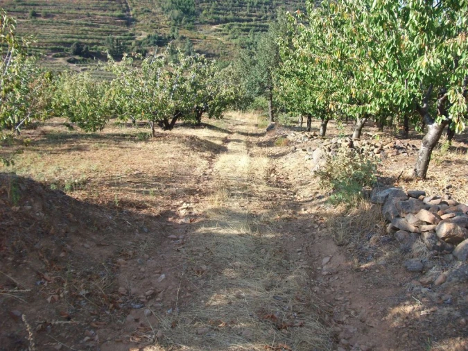 Terreno Agricola ou Rústico para Venda em Alcongosta Foto 12