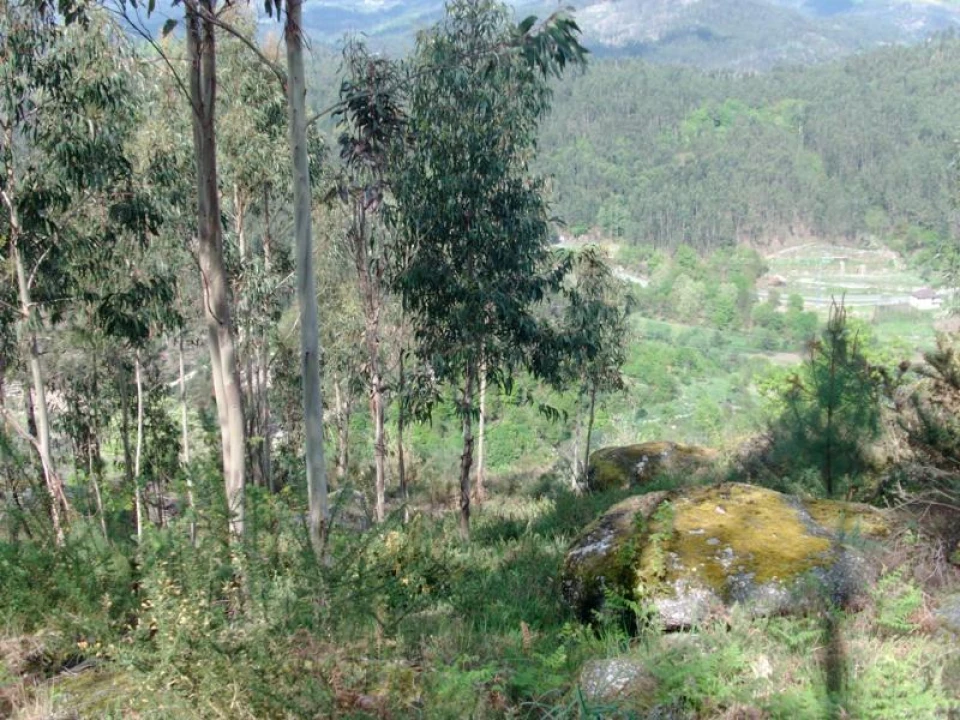 Terreno Agricola ou Rústico para Venda em Anissó e Soutelo Foto 12