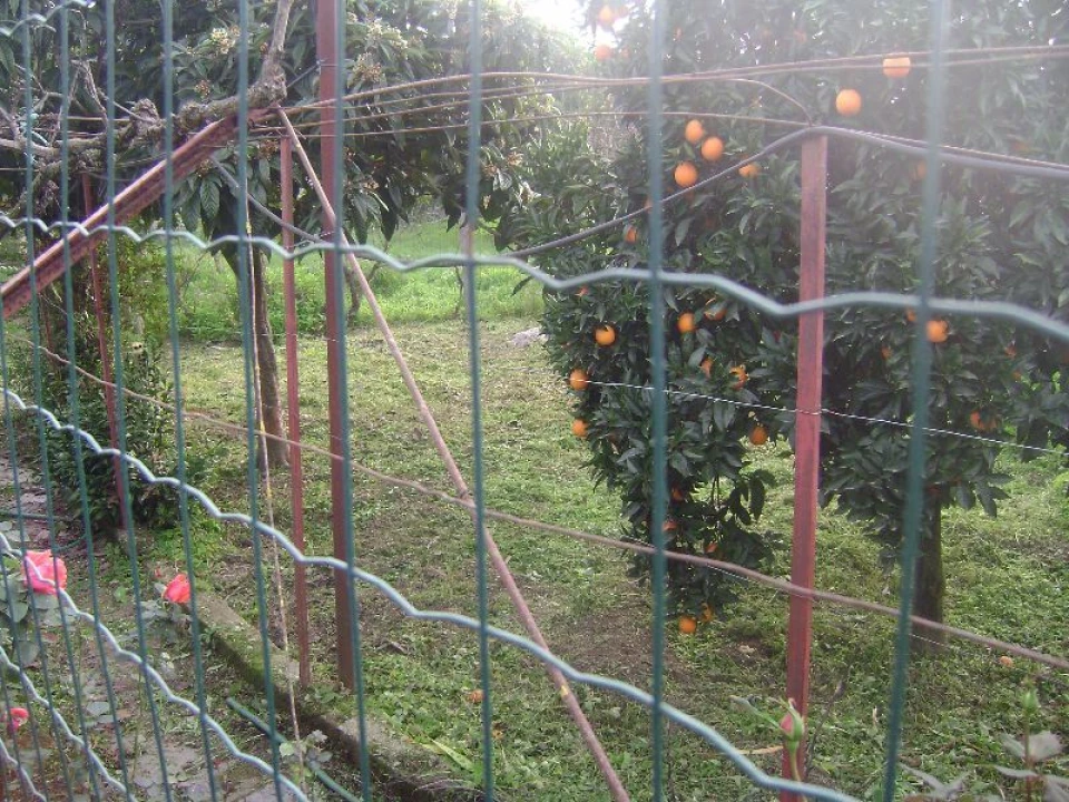 Terreno Agricola ou Rústico para Venda em Salgueiro do Campo Foto 7