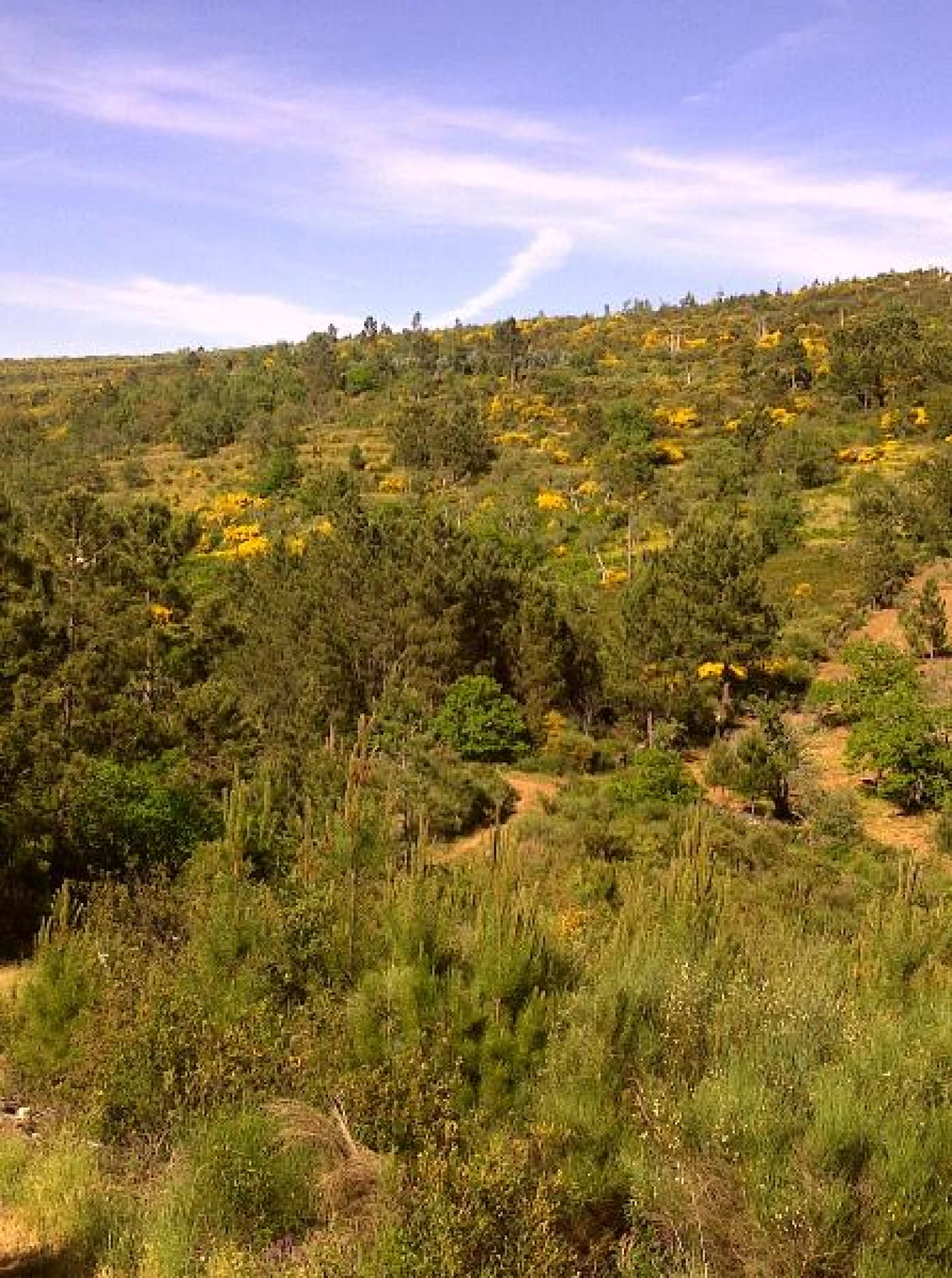 Terreno Agricola ou Rústico para Venda em São Salvador da Aramenha Foto 1