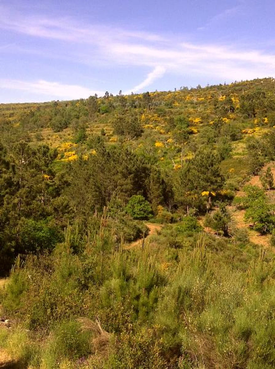 Terreno Agricola ou Rústico para Venda em São Salvador da Aramenha Foto 1