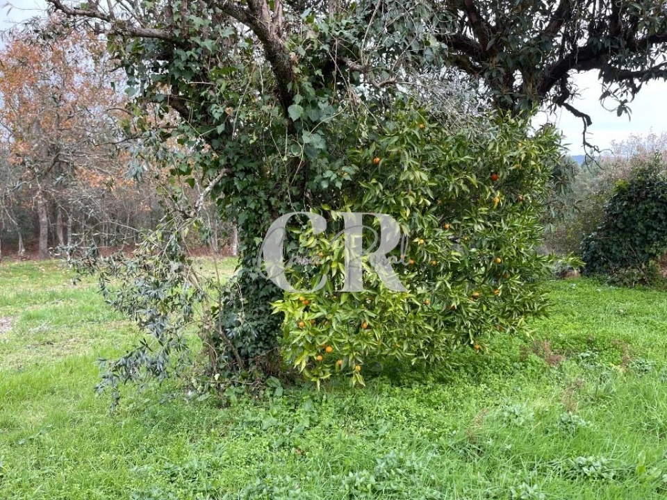 Terreno para Venda em Poiares (Santo Andre) Foto 4