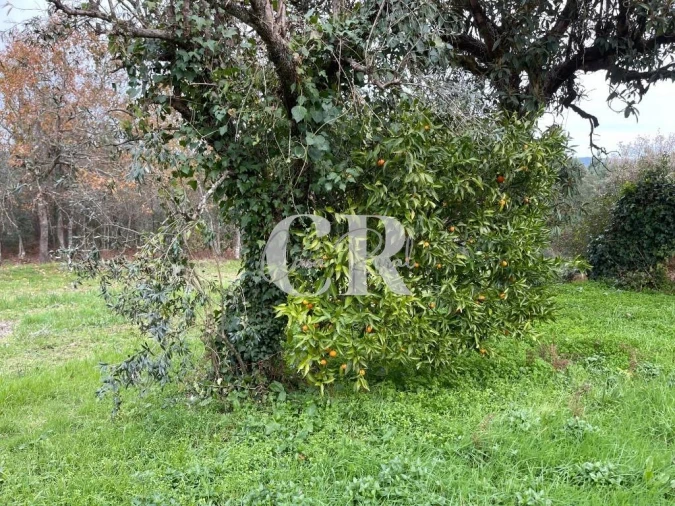 Terreno para Venda em Poiares (Santo Andre) Foto 4