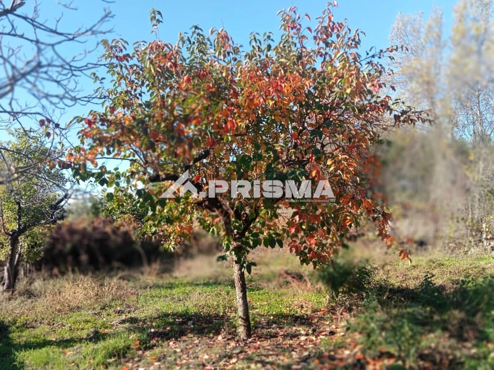 Quinta T1 para Venda em Escalos de Baixo e Mata Foto 14