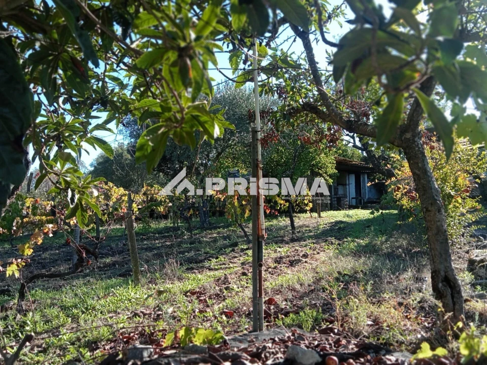 Quinta T1 para Venda em Escalos de Baixo e Mata Foto 4