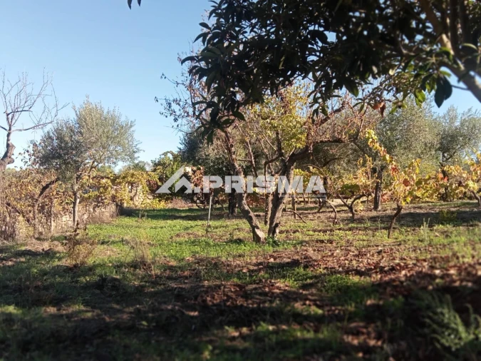 Quinta T1 para Venda em Escalos de Baixo e Mata Foto 19