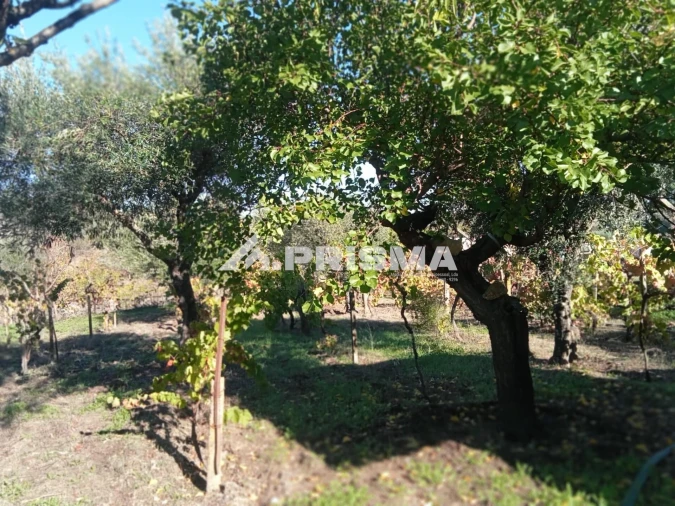 Quinta T1 para Venda em Escalos de Baixo e Mata Foto 29