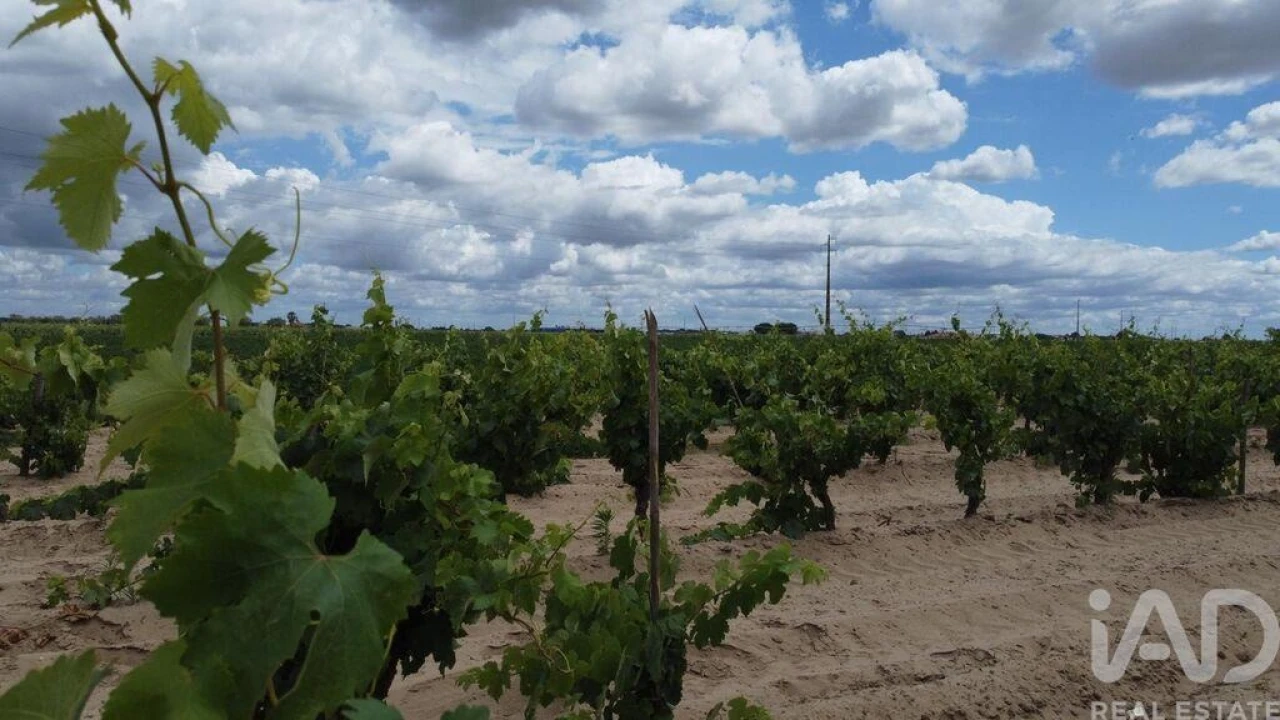 Terreno para Venda em Benfica do Ribatejo Foto 2