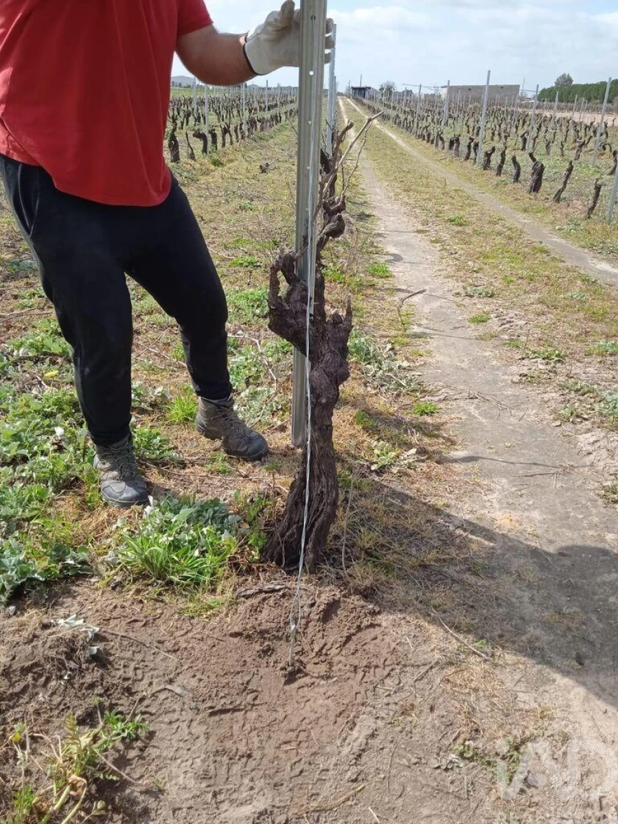 Terreno para Venda em Benfica do Ribatejo Foto 8