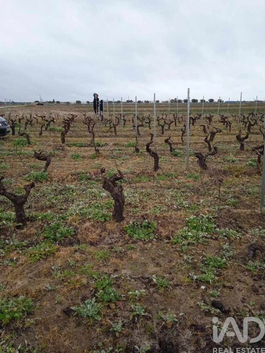 Terreno para Venda em Benfica do Ribatejo Foto 10