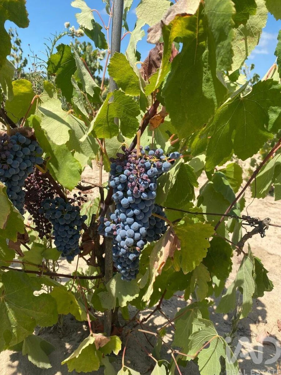 Terreno para Venda em Benfica do Ribatejo Foto 3