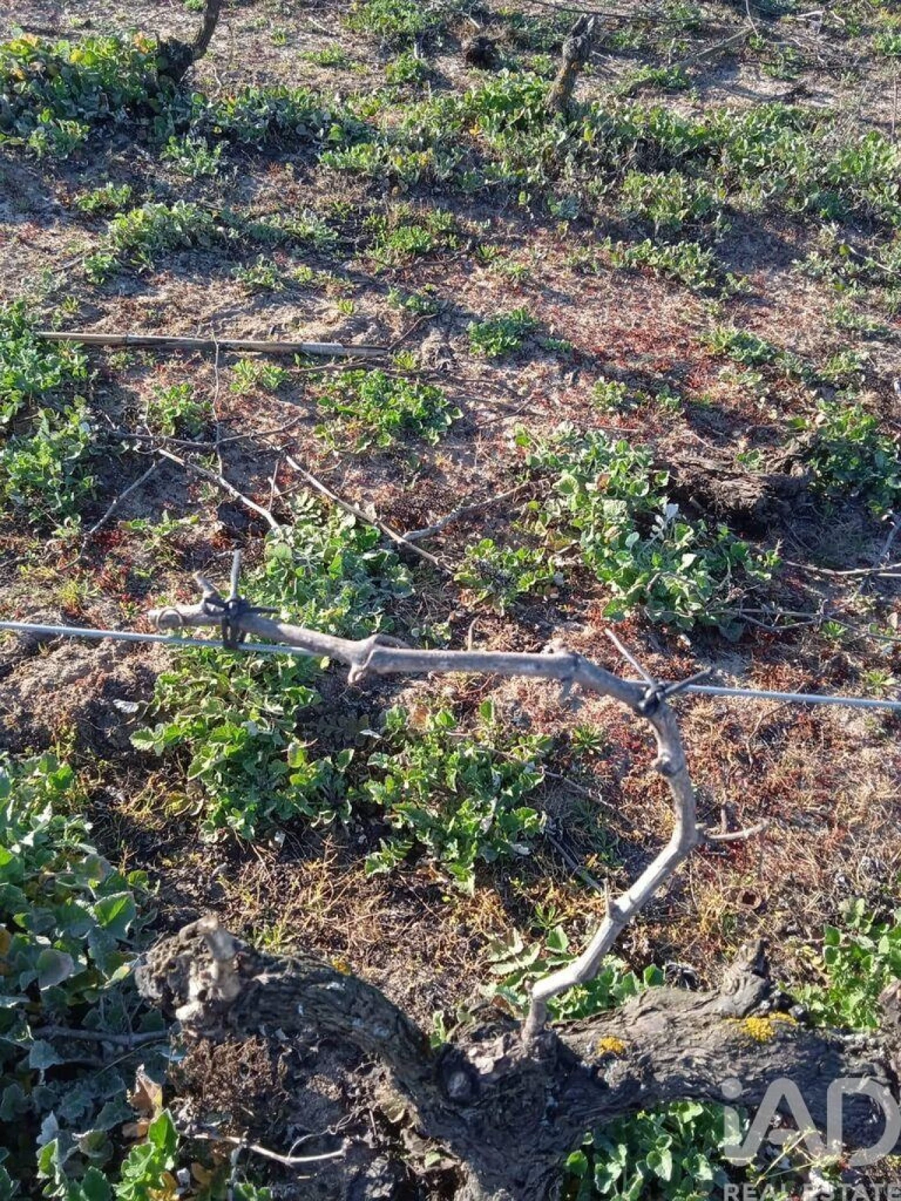 Terreno para Venda em Benfica do Ribatejo Foto 9