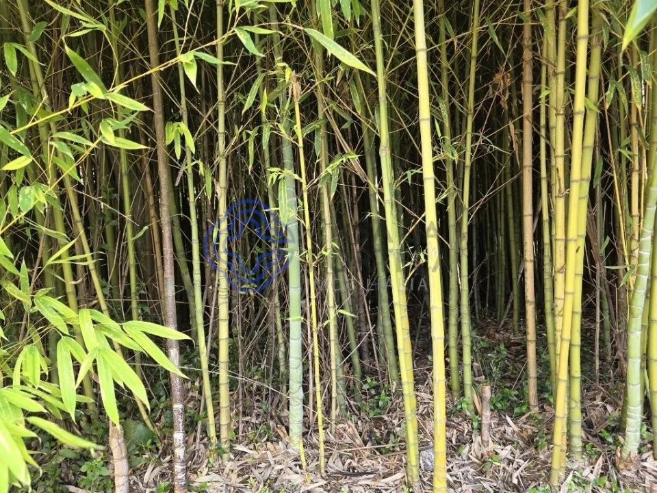 Terreno para Venda em Santo Tirso, Couto (Santa Cristina e São Miguel) e Burgães Foto 4