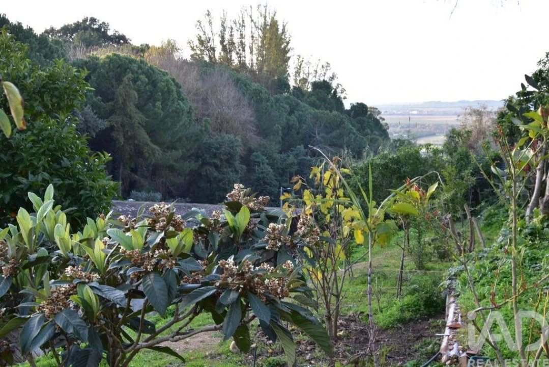 Moradia T2 para Venda em Chamusca e Pinheiro Grande Foto 36