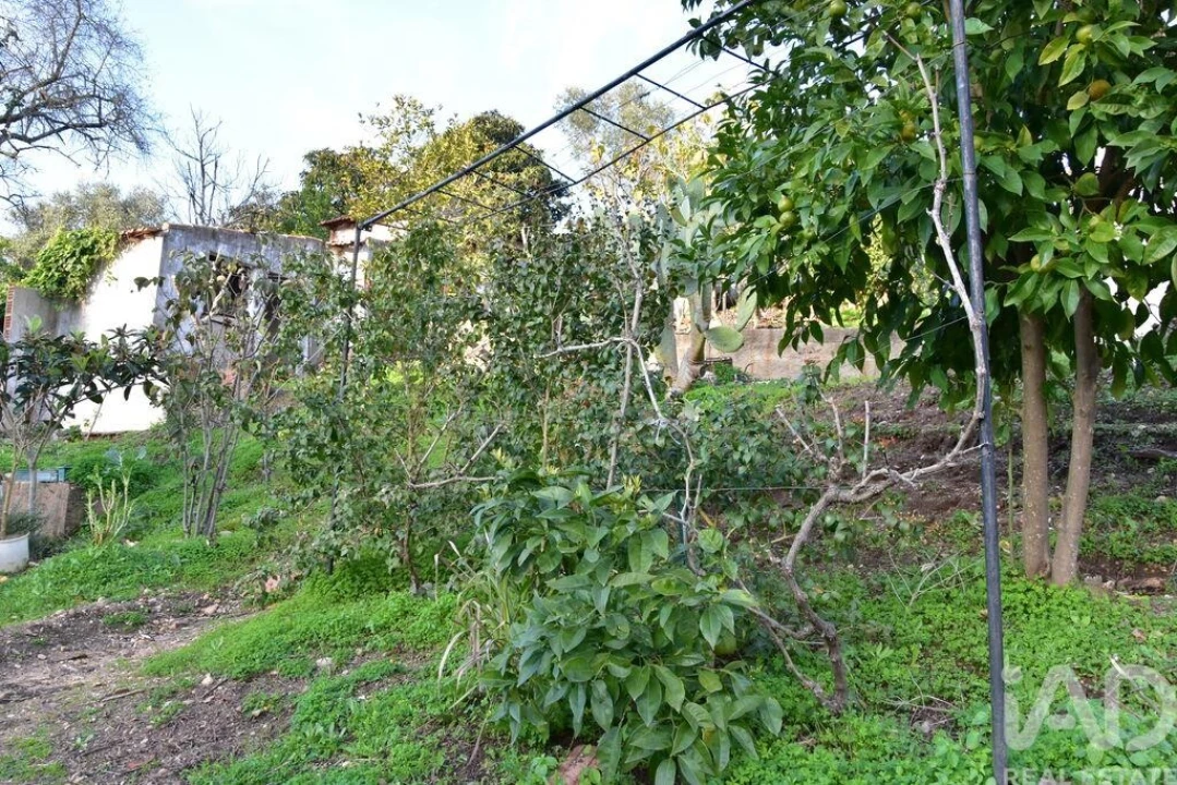 Moradia T2 para Venda em Chamusca e Pinheiro Grande Foto 35