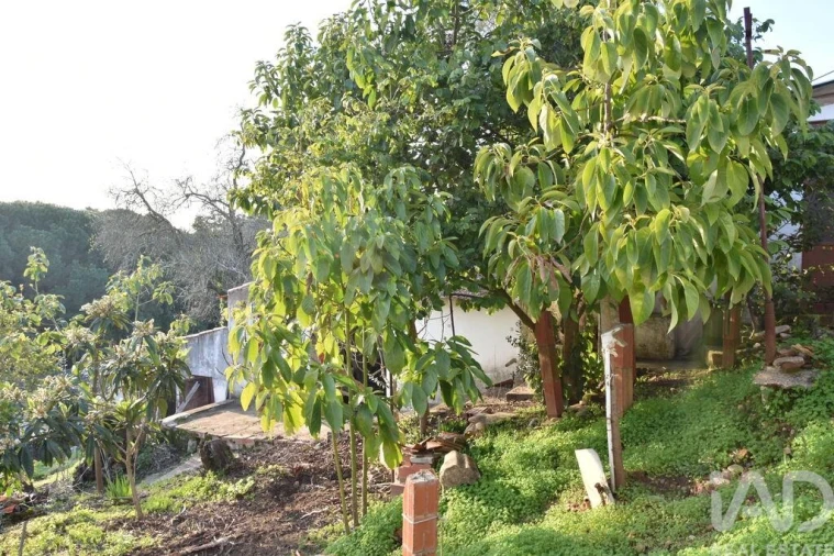 Moradia T2 para Venda em Chamusca e Pinheiro Grande Foto 6