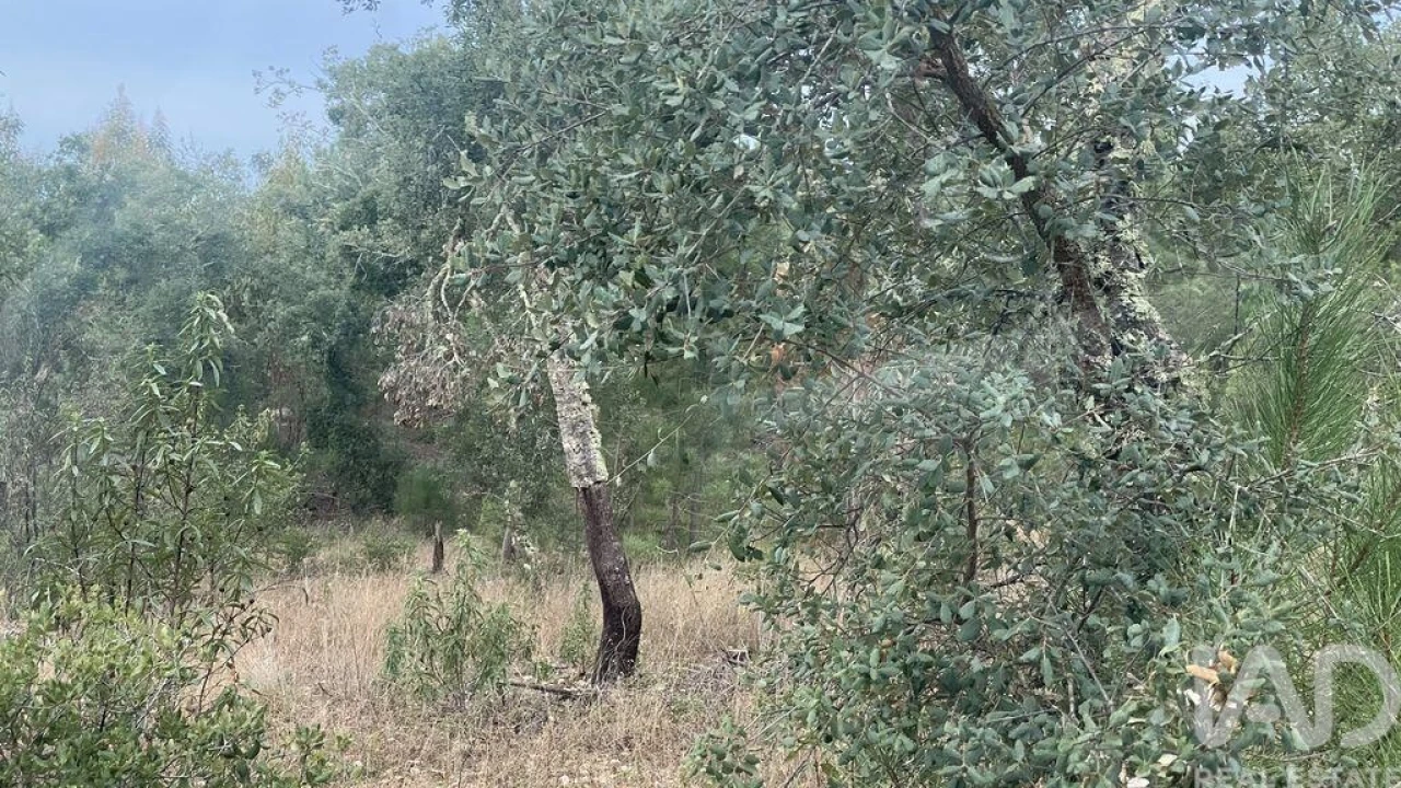 Quinta para Venda em Ponte de Sor, Tramaga e Vale de Açor Foto 2
