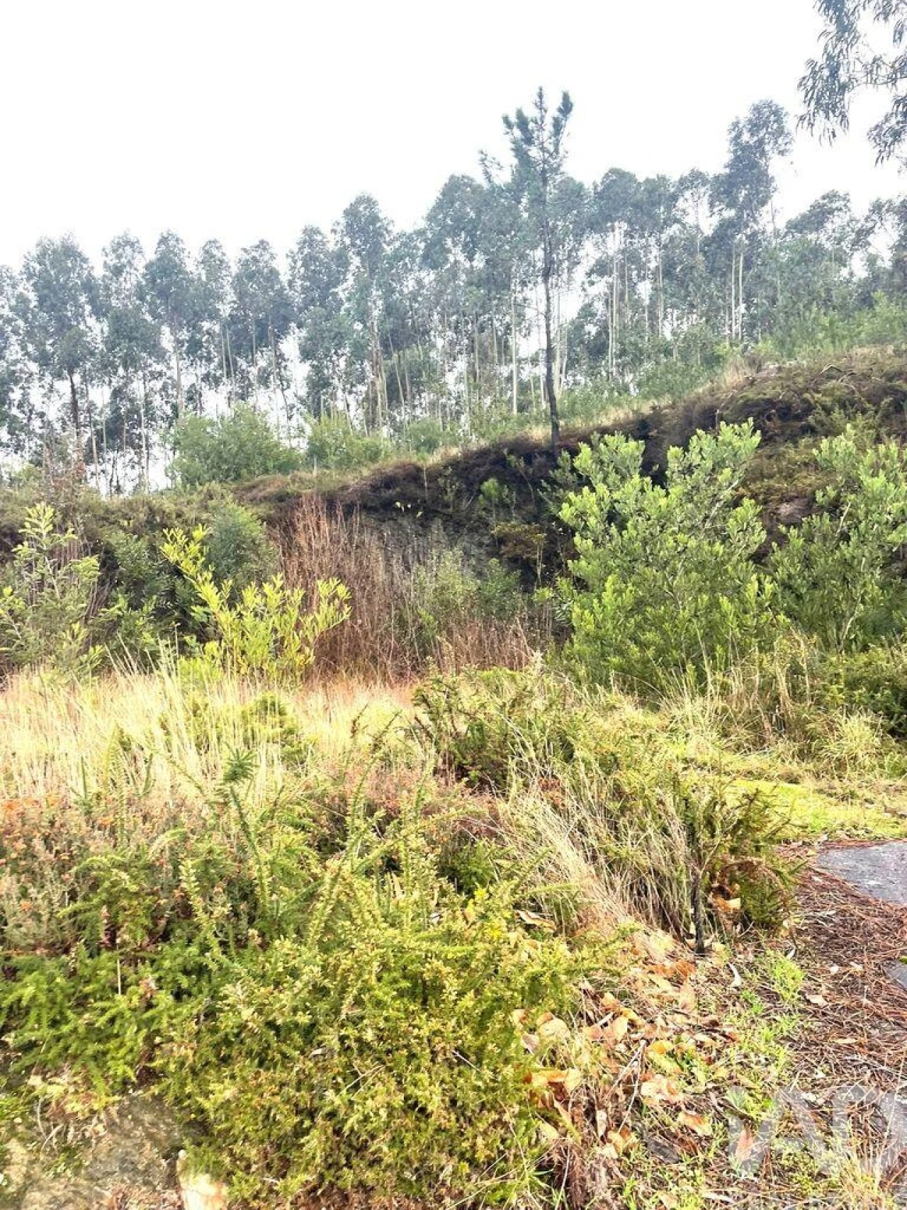 Terreno para Venda em Outeiro Foto 14