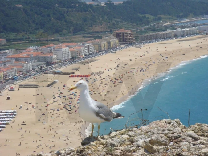 Moradia T4 para Arrendamento em Nazare Foto 13