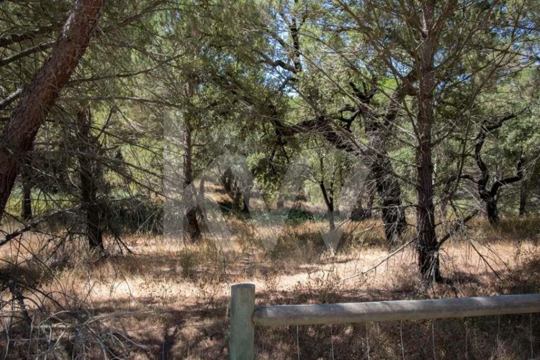 Terreno para Venda em Santo Estêvão Foto 2