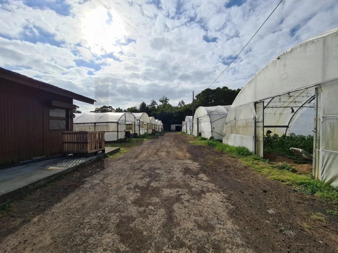 Terreno para Venda em Fajã de Baixo