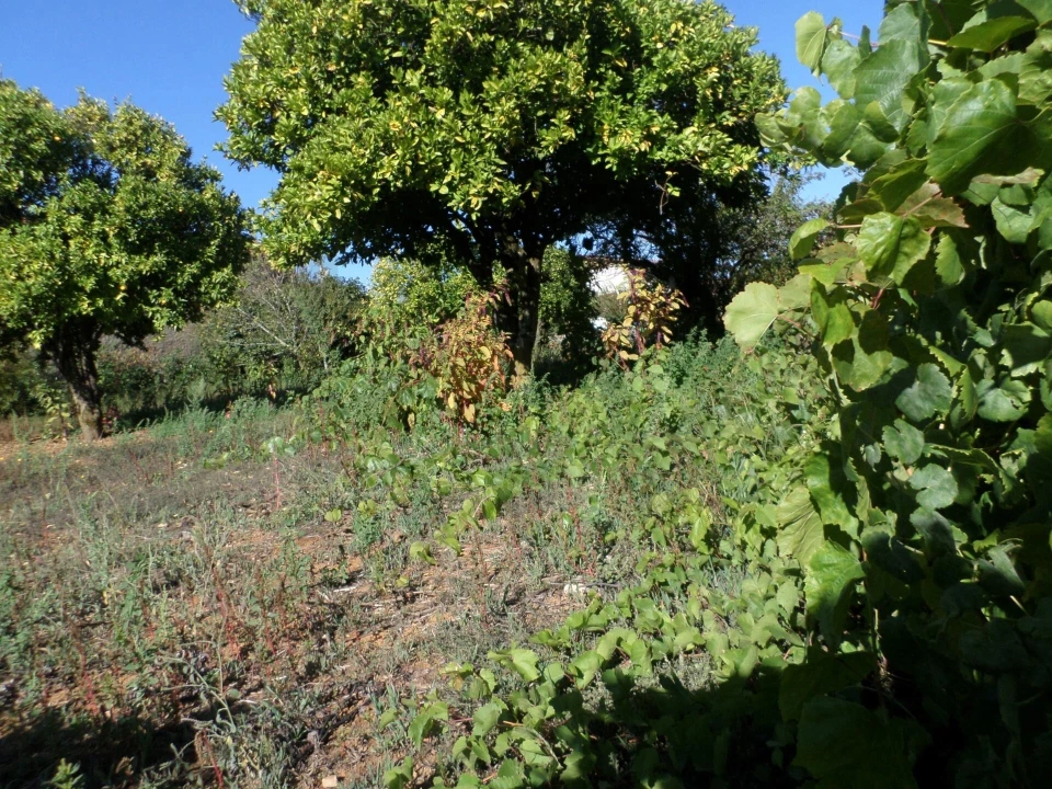 Moradia T3 para Venda em Sazes do Lorvão Foto 38