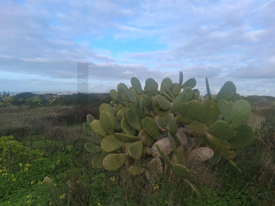 Terreno para Venda em Santa Maria e São Miguel, São Martinho, São Pedro Penaferrim Foto 6