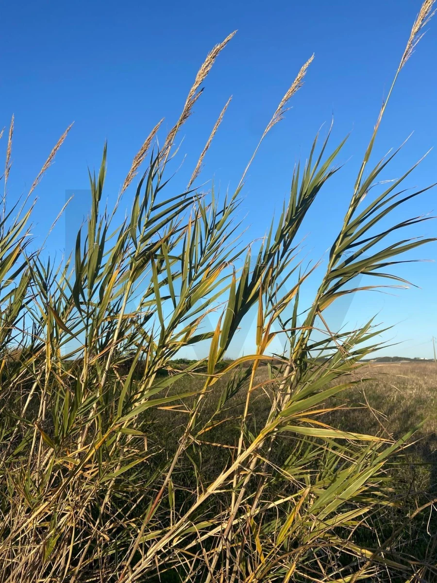 Terreno para Venda em Silveira Foto 2