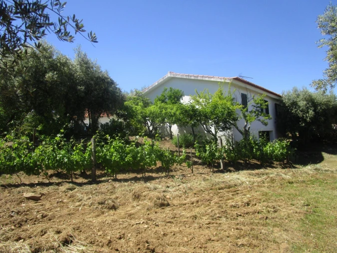 Terreno para Venda em Chacim Foto 5