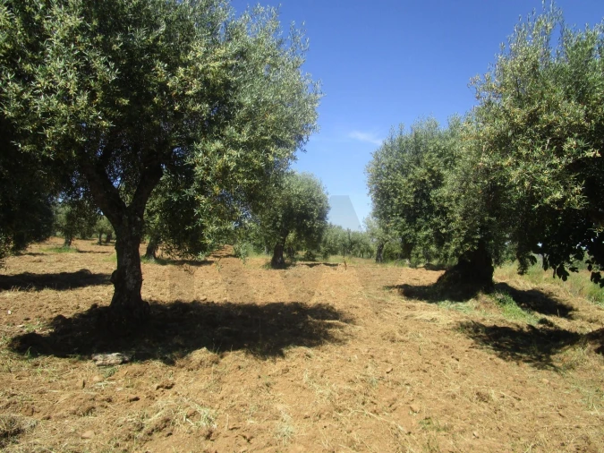 Terreno para Venda em Chacim Foto 2
