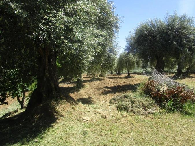 Terreno para Venda em Chacim Foto 4