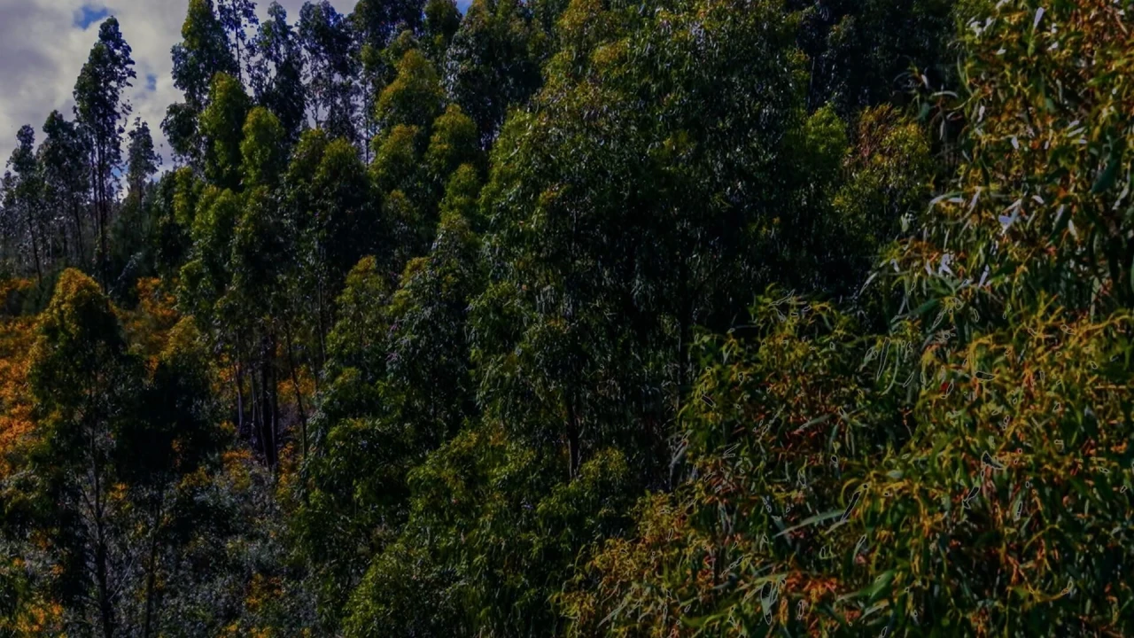 Terreno para Venda em Belver Foto 7