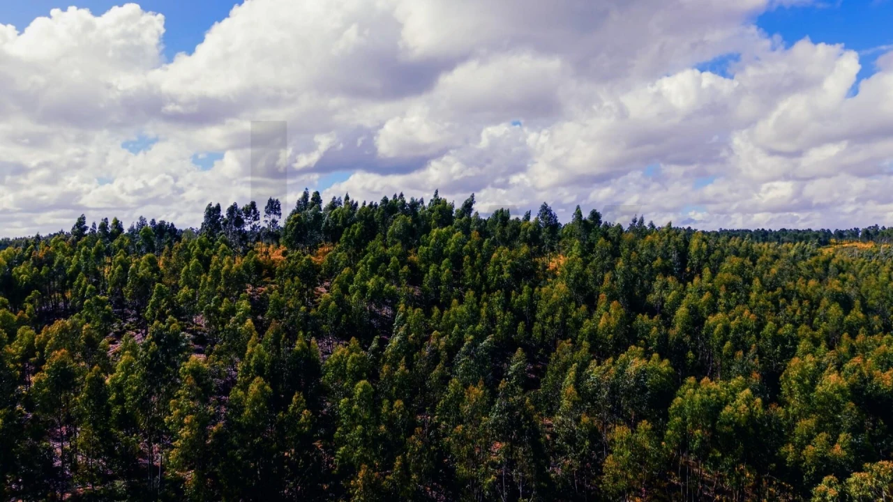 Terreno para Venda em Belver Foto 6
