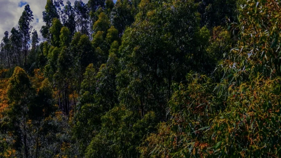 Terreno para Venda em Belver Foto 7